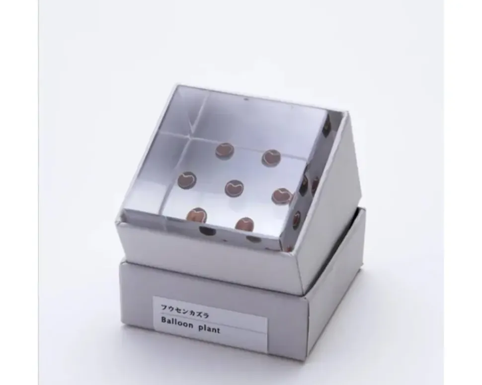 sola_cube_balloon_plant_4.webp MIYA Company Desk Accessories^Sola Cube Balloon Plant