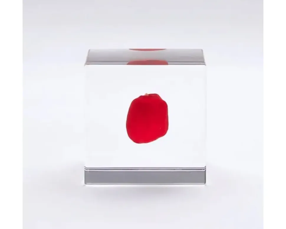 sola_cube_huayruro_seed_2.webp MIYA Company Desk Accessories^Sola Cube Huayruro Seed